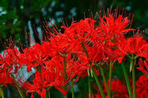 彼岸花開花|彼岸花の名所42選！有名な群生地や各地の隠れスポッ。